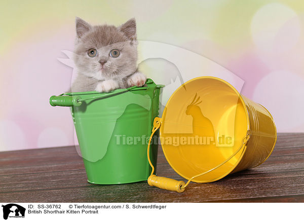 Britisch Kurzhaar Ktzchen Portrait / British Shorthair Kitten Portrait / SS-36762
