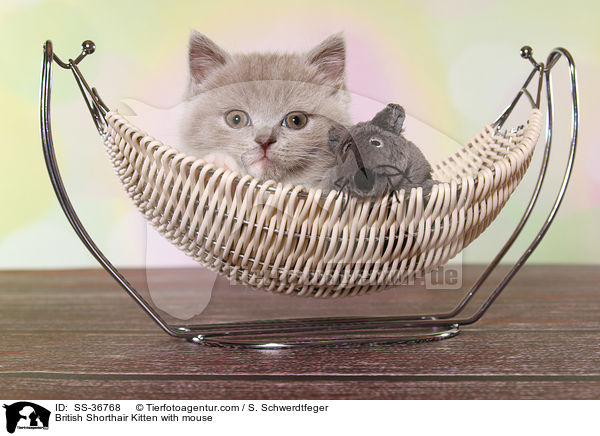 Britisch Kurzhaar Ktzchen mit Plschmaus / British Shorthair Kitten with mouse / SS-36768