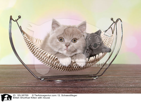 Britisch Kurzhaar Ktzchen mit Plschmaus / British Shorthair Kitten with mouse / SS-36769