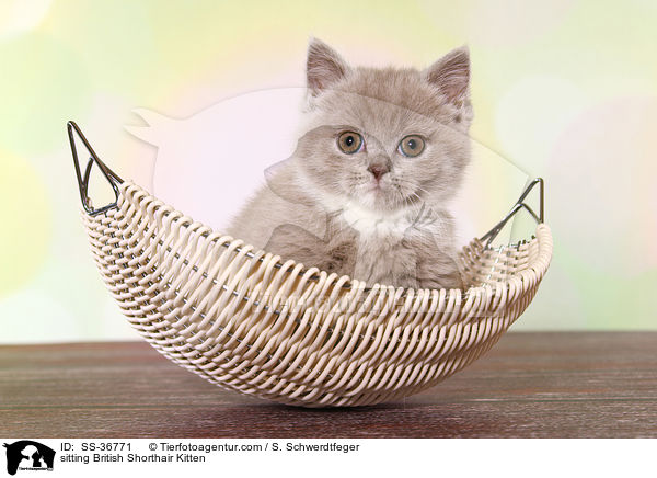 sitzendes Britisch Kurzhaar Ktzchen / sitting British Shorthair Kitten / SS-36771