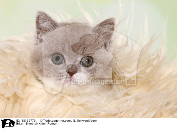 Britisch Kurzhaar K�tzchen Portrait / British Shorthair Kitten Portrait / SS-36779