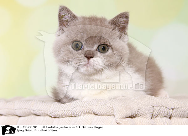 liegendes Britisch Kurzhaar Ktzchen / lying British Shorthair Kitten / SS-36781