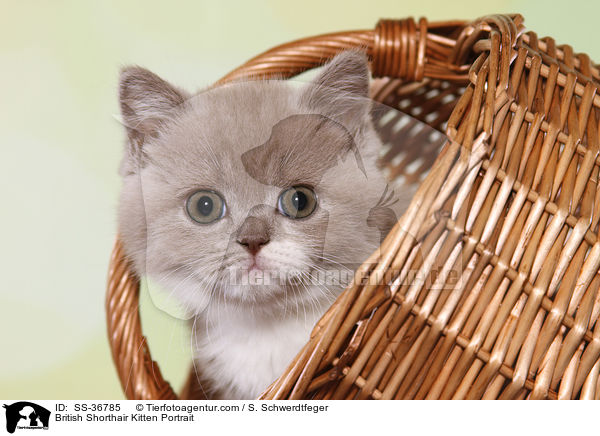 Britisch Kurzhaar K�tzchen Portrait / British Shorthair Kitten Portrait / SS-36785