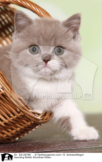 stehendes Britisch Kurzhaar K�tzchen / standing British Shorthair Kitten / SS-36786