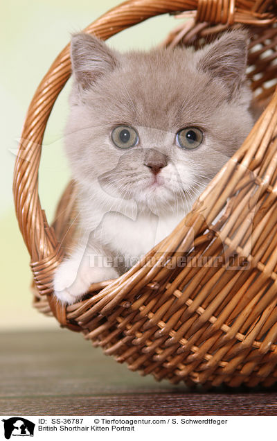British Shorthair Kitten Portrait / SS-36787