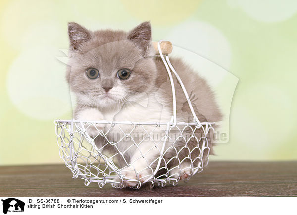 sitzendes Britisch Kurzhaar K�tzchen / sitting British Shorthair Kitten / SS-36788