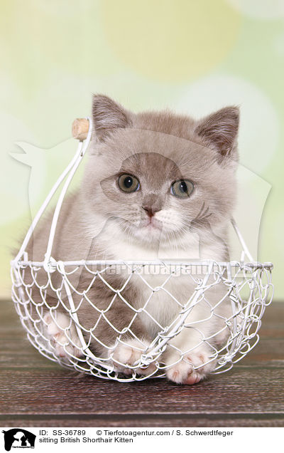 sitzendes Britisch Kurzhaar K�tzchen / sitting British Shorthair Kitten / SS-36789
