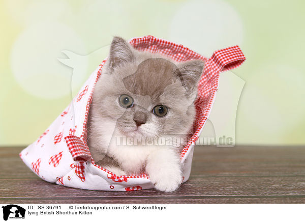 liegendes Britisch Kurzhaar K�tzchen / lying British Shorthair Kitten / SS-36791