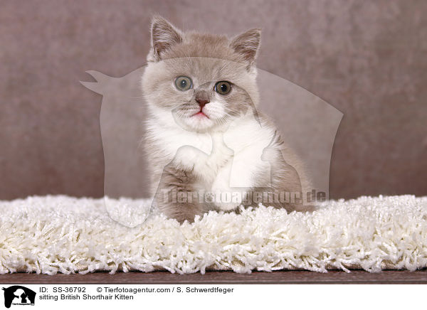 sitzendes Britisch Kurzhaar K�tzchen / sitting British Shorthair Kitten / SS-36792