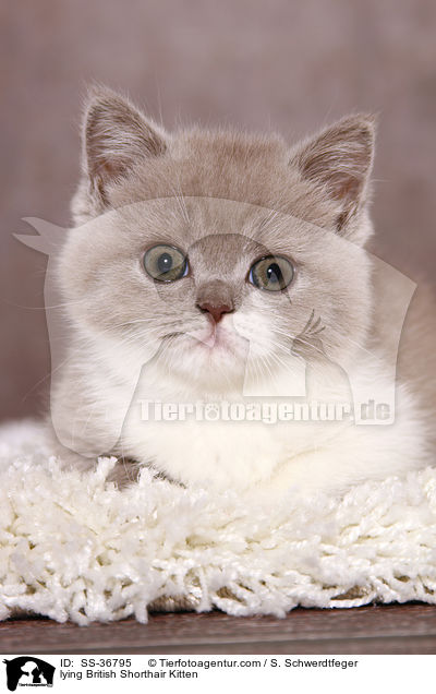 liegendes Britisch Kurzhaar K�tzchen / lying British Shorthair Kitten / SS-36795