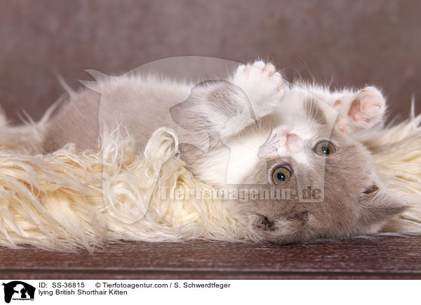 liegendes Britisch Kurzhaar Ktzchen / lying British Shorthair Kitten / SS-36815