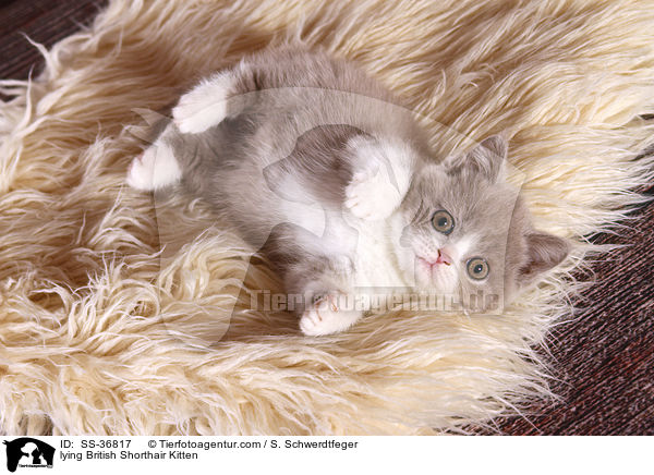 lying British Shorthair Kitten / SS-36817