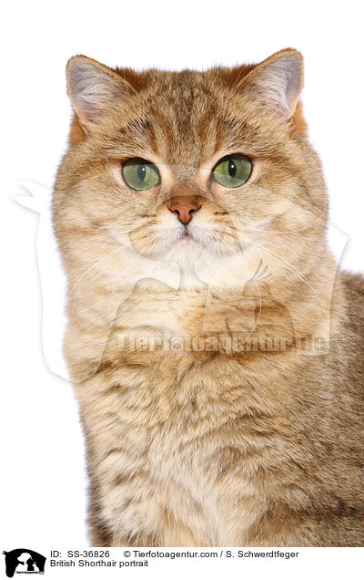 British Shorthair portrait / SS-36826