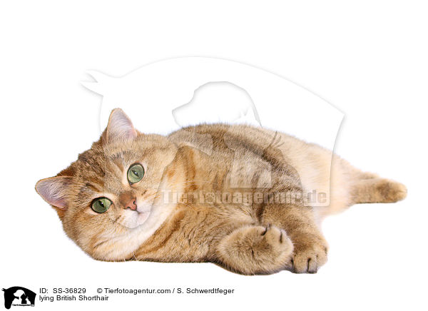 lying British Shorthair / SS-36829