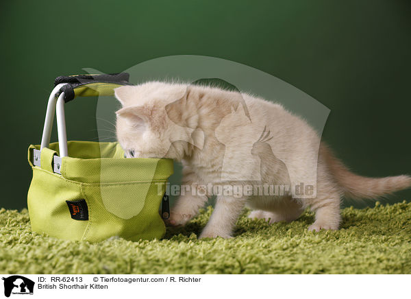 Britisch Kurzhaar Ktzchen / British Shorthair Kitten / RR-62413