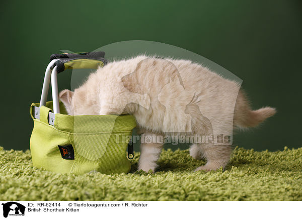 Britisch Kurzhaar Ktzchen / British Shorthair Kitten / RR-62414