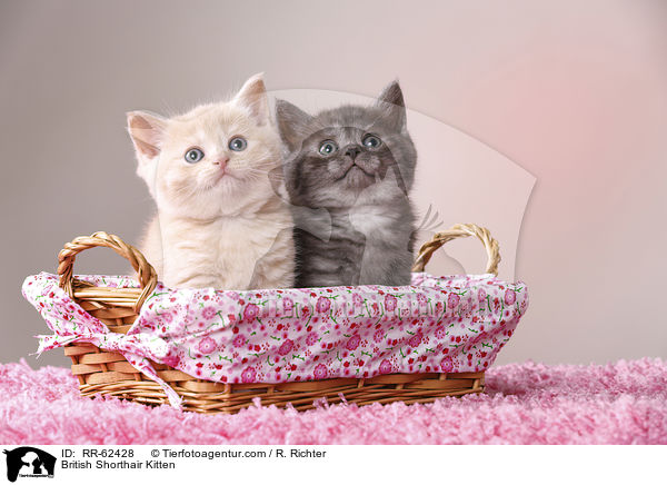 British Shorthair Kitten / RR-62428