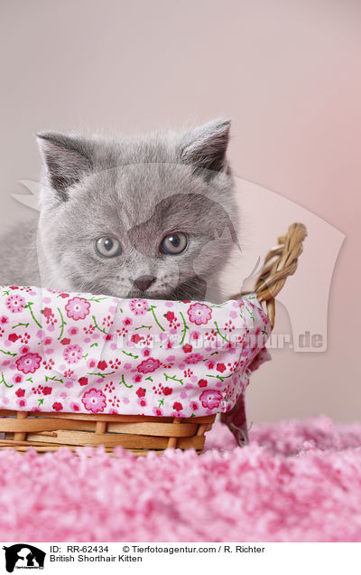 British Shorthair Kitten / RR-62434