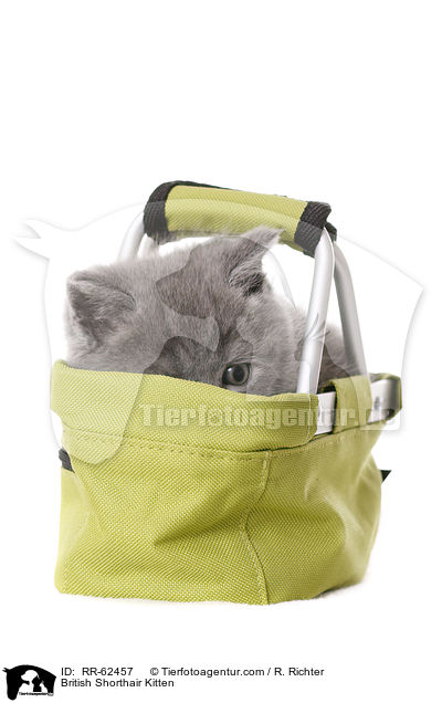 British Shorthair Kitten / RR-62457