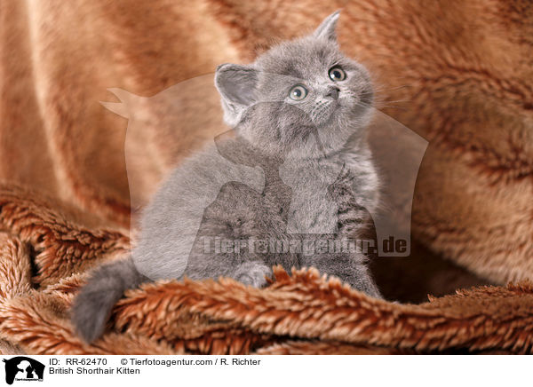 Britisch Kurzhaar Ktzchen / British Shorthair Kitten / RR-62470