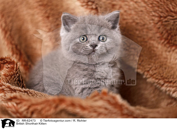 Britisch Kurzhaar Ktzchen / British Shorthair Kitten / RR-62473