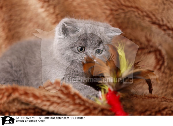 Britisch Kurzhaar Ktzchen / British Shorthair Kitten / RR-62474