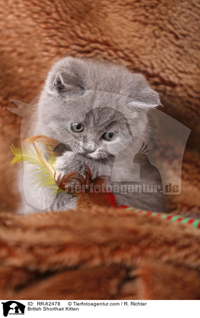 Britisch Kurzhaar Ktzchen / British Shorthair Kitten / RR-62478