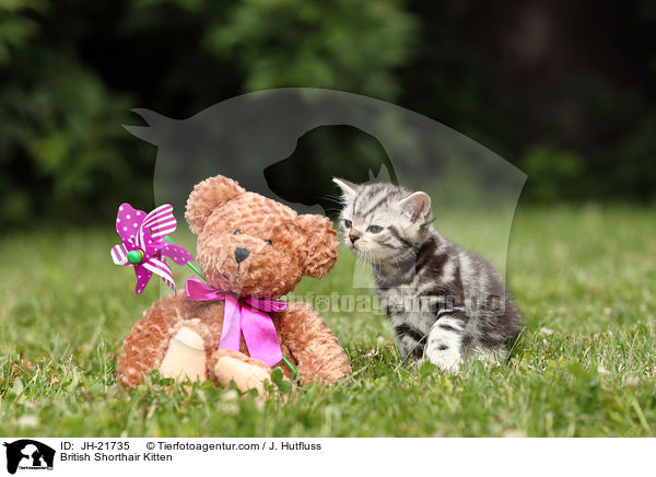 Britisch Kurzhaar Ktzchen / British Shorthair Kitten / JH-21735