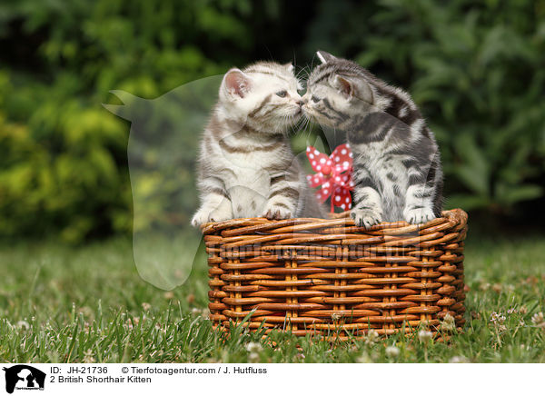 2 Britisch Kurzhaar Ktzchen / 2 British Shorthair Kitten / JH-21736