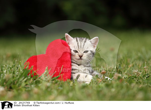 Britisch Kurzhaar Ktzchen / British Shorthair Kitten / JH-21749