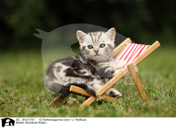Britisch Kurzhaar Ktzchen / British Shorthair Kitten / JH-21751