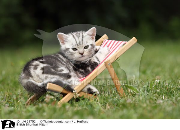 Britisch Kurzhaar Ktzchen / British Shorthair Kitten / JH-21752