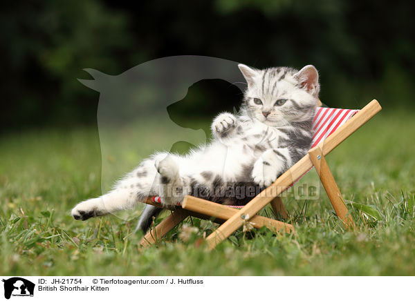 Britisch Kurzhaar Ktzchen / British Shorthair Kitten / JH-21754