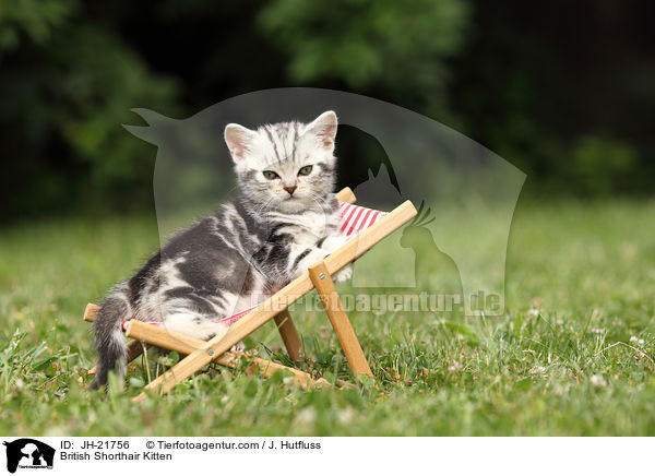 Britisch Kurzhaar Ktzchen / British Shorthair Kitten / JH-21756