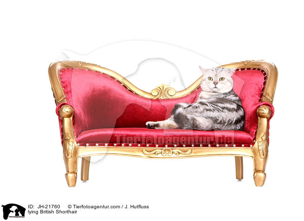 lying British Shorthair / JH-21760