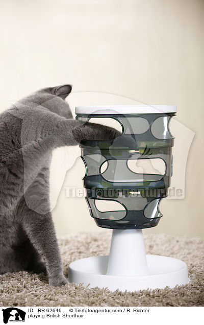 spielende Britisch Kurzhaar / playing British Shorthair / RR-62646