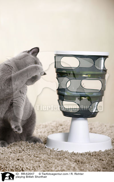 playing British Shorthair / RR-62647