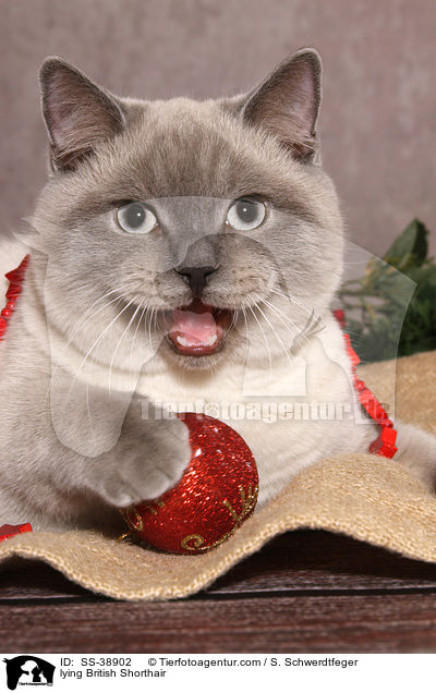 liegende Britisch Kurzhaar / lying British Shorthair / SS-38902