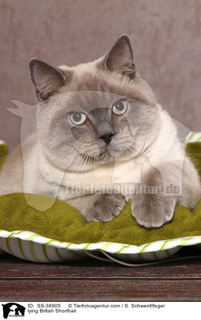 lying British Shorthair / SS-38905