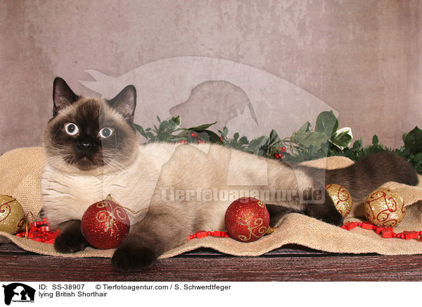 liegende Britisch Kurzhaar / lying British Shorthair / SS-38907