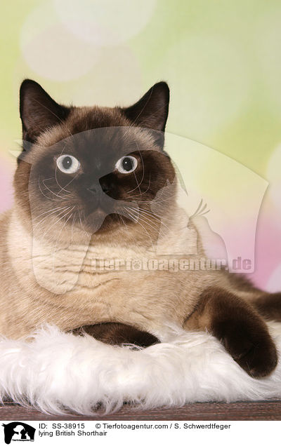 liegende Britisch Kurzhaar / lying British Shorthair / SS-38915