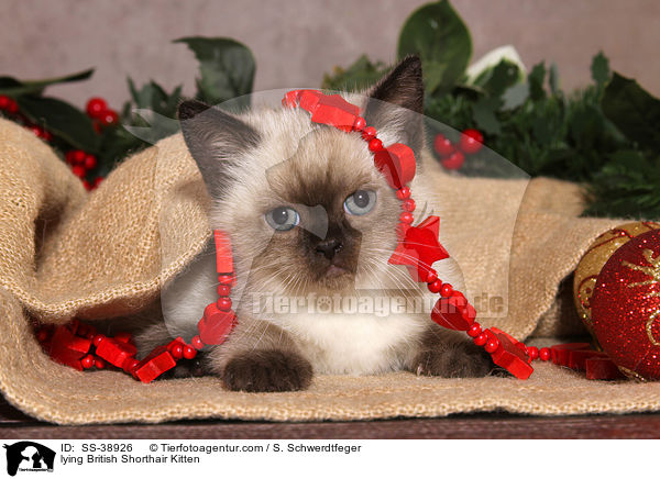 liegendes Britisch Kurzhaar Ktzchen / lying British Shorthair Kitten / SS-38926