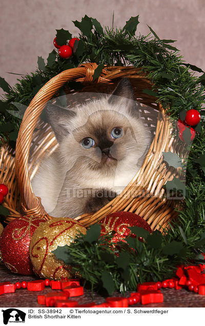 Britisch Kurzhaar Ktzchen / British Shorthair Kitten / SS-38942