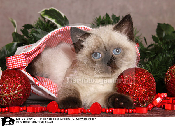 lying British Shorthair Kitten / SS-38949