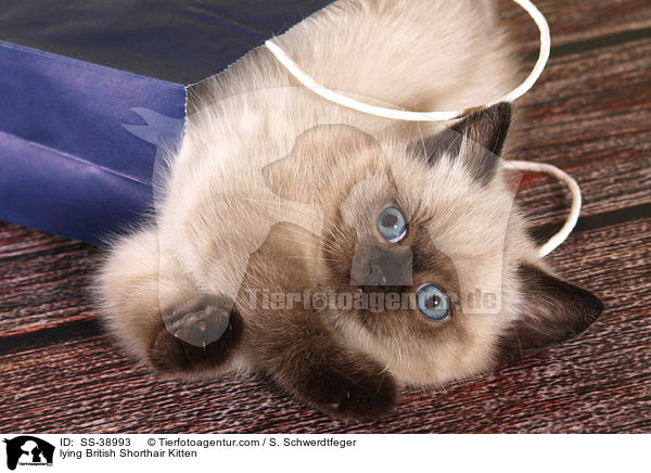 lying British Shorthair Kitten / SS-38993