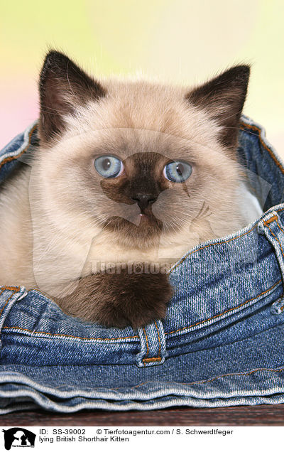liegendes Britisch Kurzhaar Ktzchen / lying British Shorthair Kitten / SS-39002