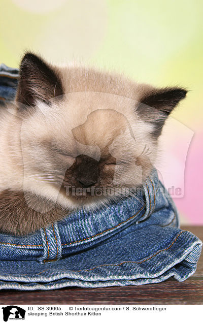 schlafendes Britisch Kurzhaar Ktzchen / sleeping British Shorthair Kitten / SS-39005