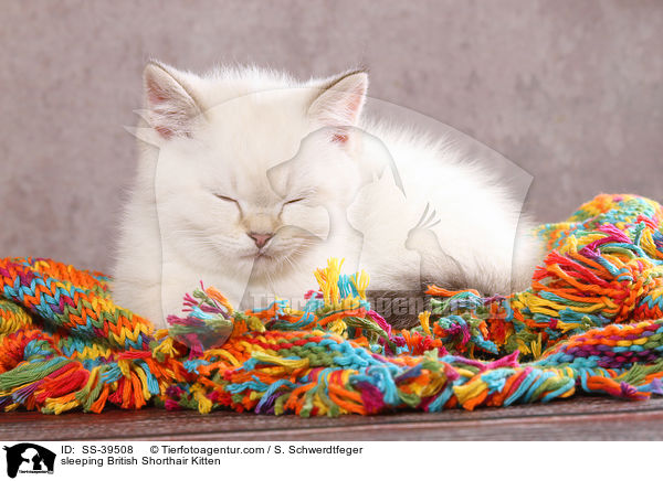 schlafendes Britisch Kurzhaar Ktzchen / sleeping British Shorthair Kitten / SS-39508