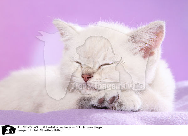 schlafendes Britisch Kurzhaar Ktzchen / sleeping British Shorthair Kitten / SS-39543