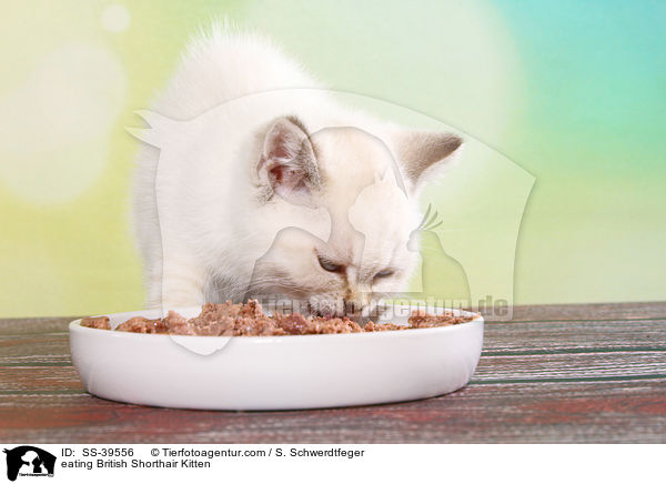 fressendes Britisch Kurzhaar Ktzchen / eating British Shorthair Kitten / SS-39556